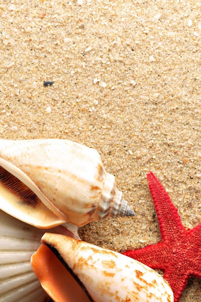 Морские раковины и звезды обои