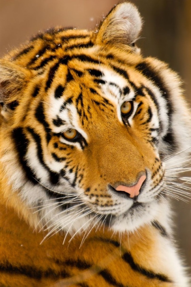 Тигр оборачивается обои