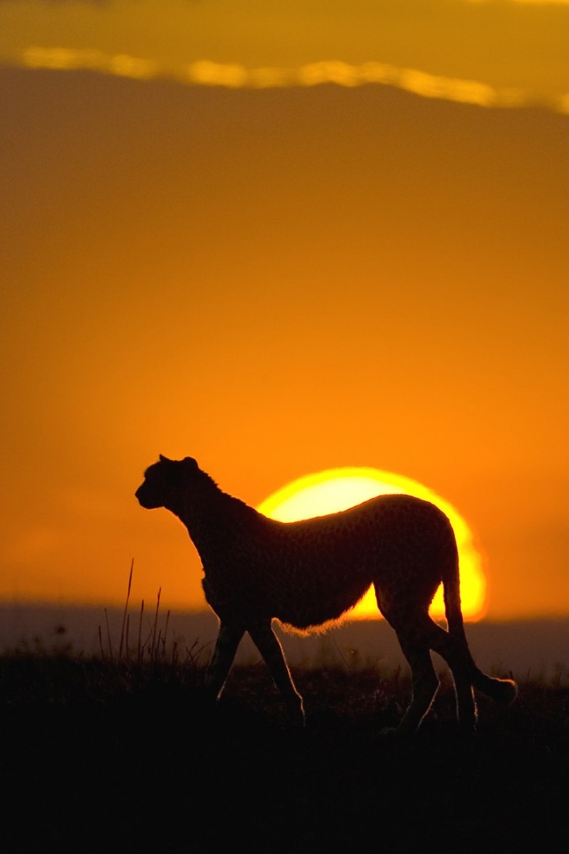 Гепард на закате обои