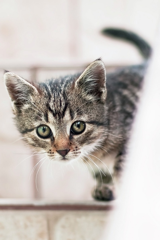 Коётнок выглядвает обои