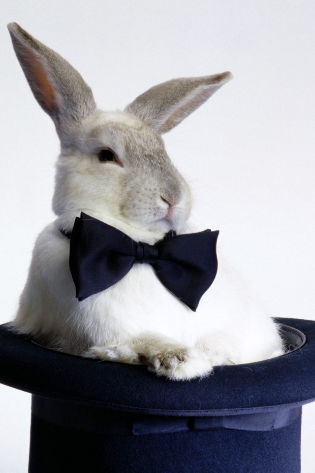 Кролик в цилиндре фокусника обои