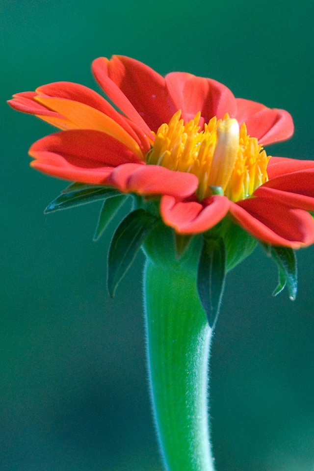 Красивый красный цветок обои