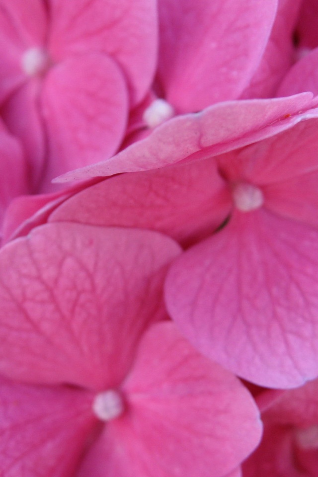 Фиолетовые нежные цветы обои