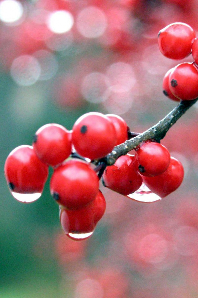 Капли росы на ягодах рябины обои