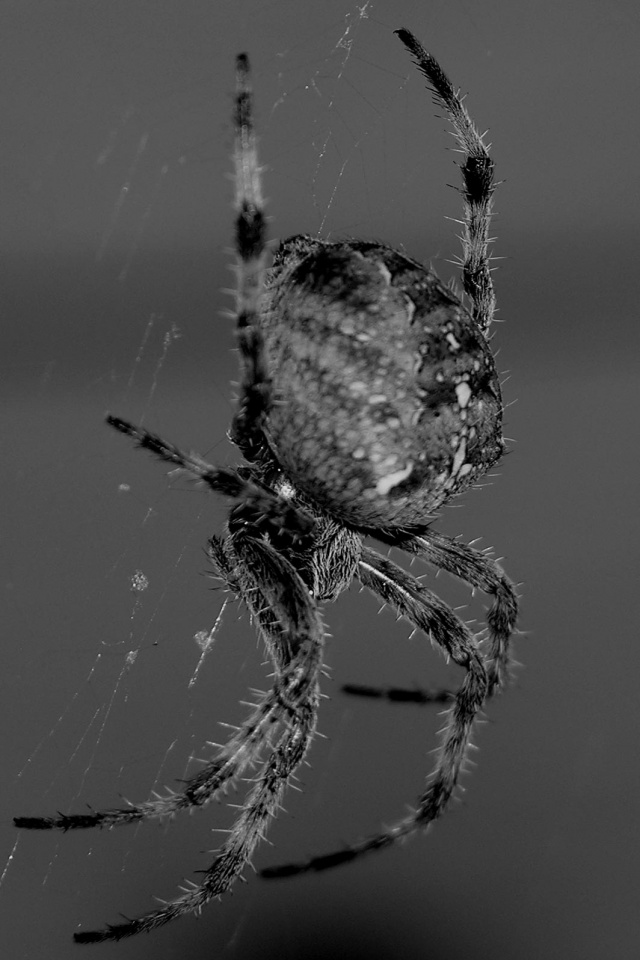 Паук обои