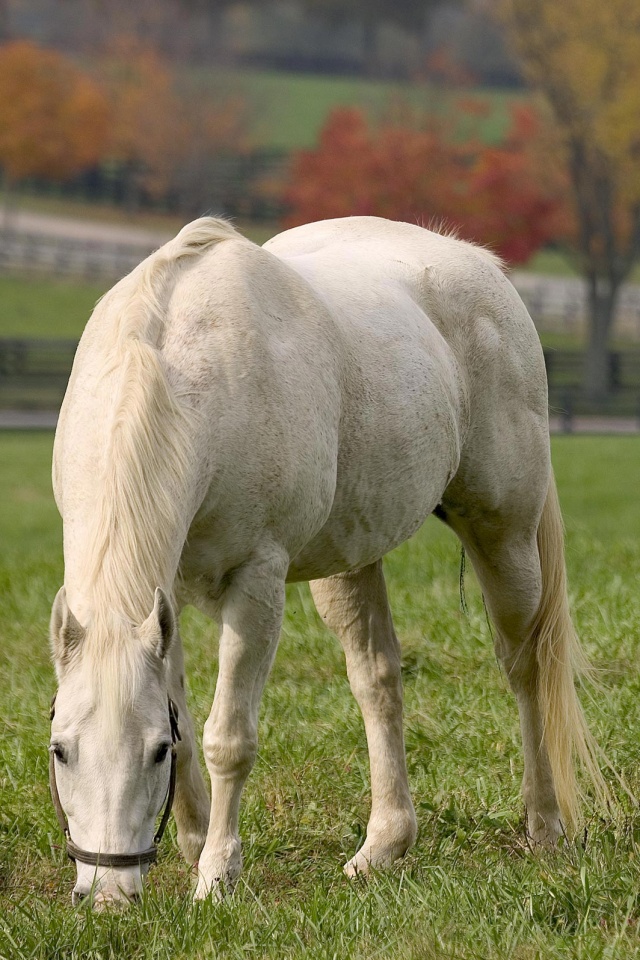 Красивая белая лошадь обои