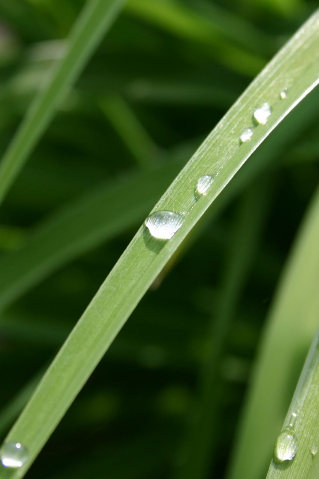 Капли росы на траве обои