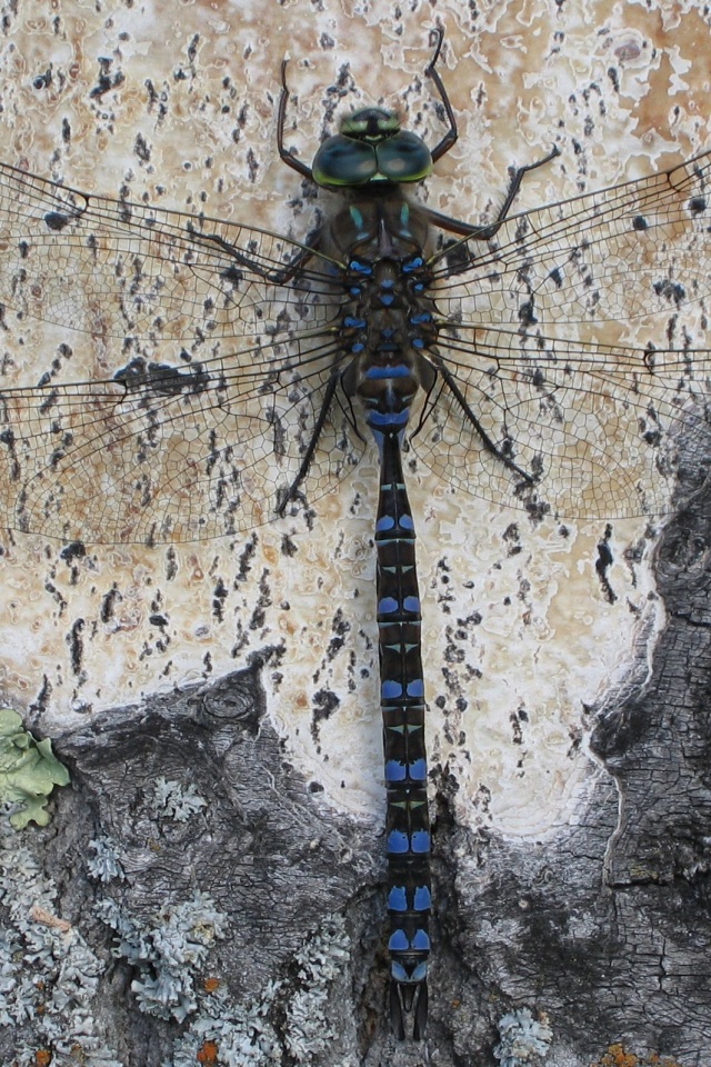 Стрекоза на дереве обои