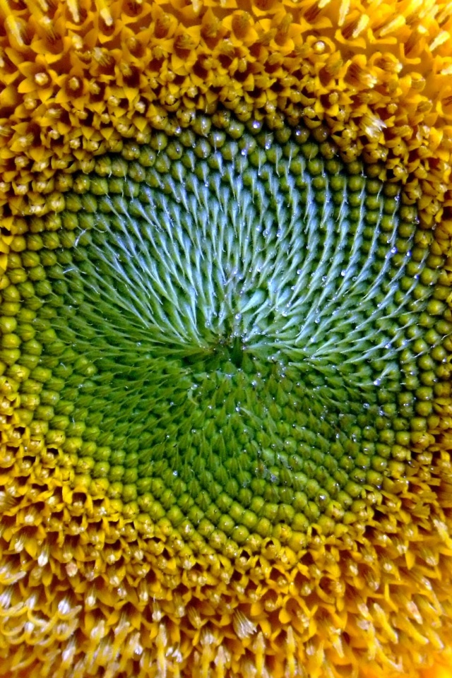 Недозревший подсолнух обои