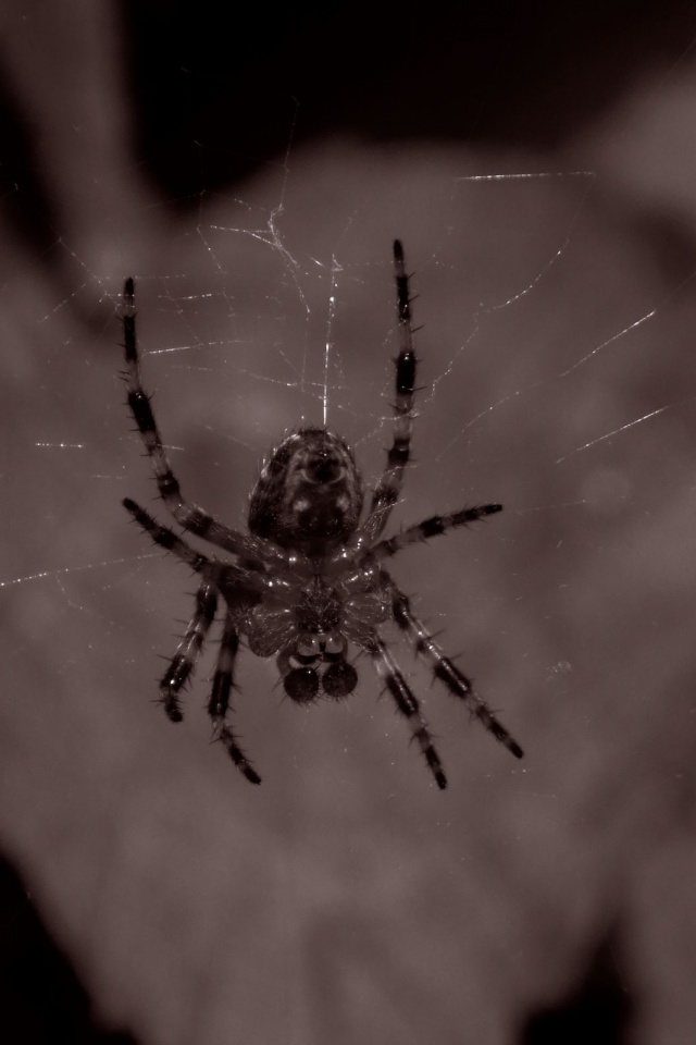 Паук на паутине обои