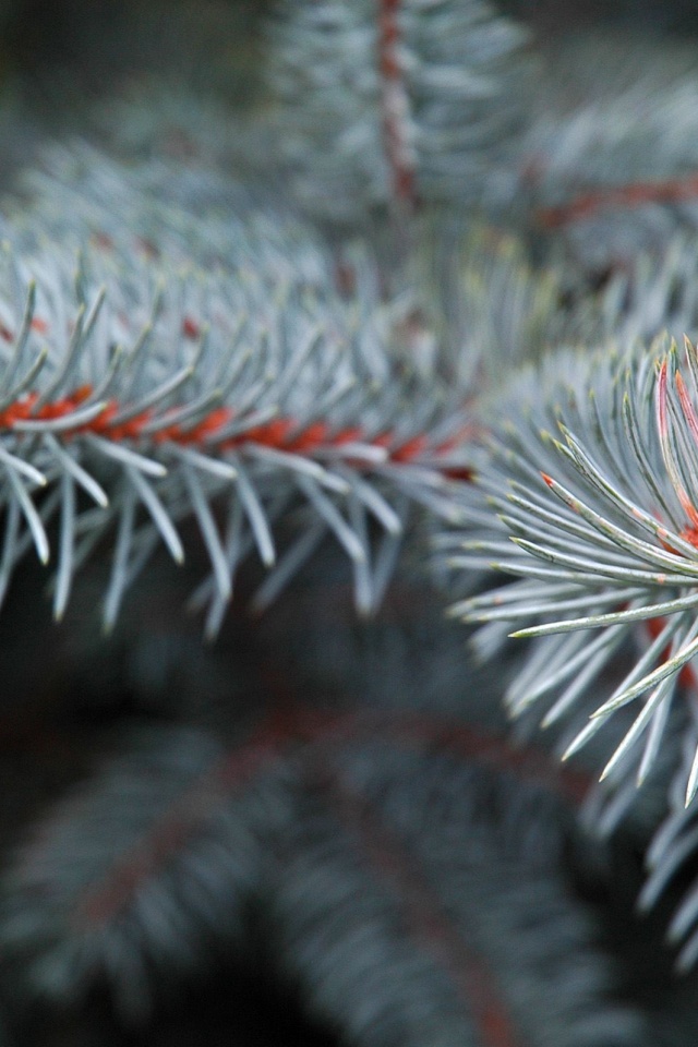 Ветки голубой ели обои