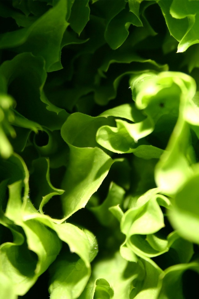 Зеленая листва обои