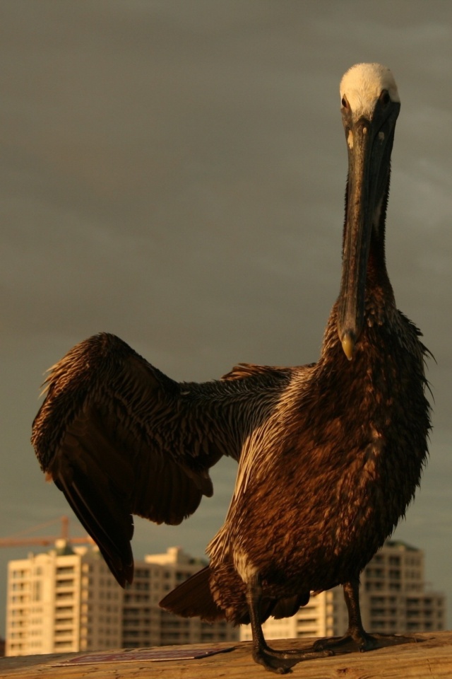 Привет, пеликан! обои