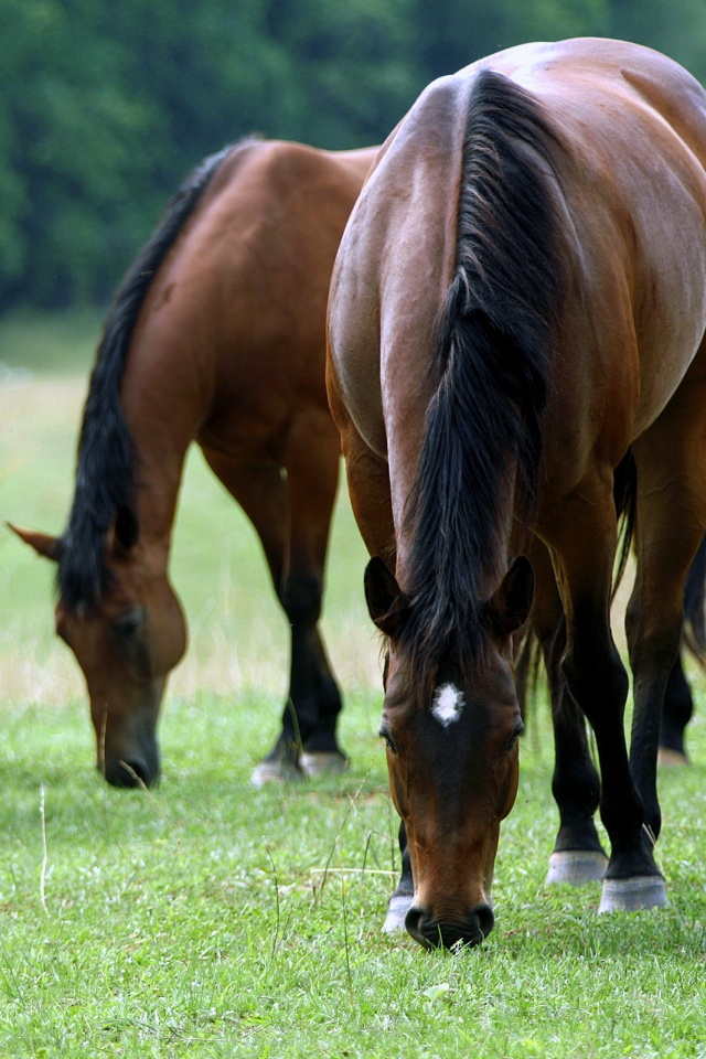 Время пощипать травку обои