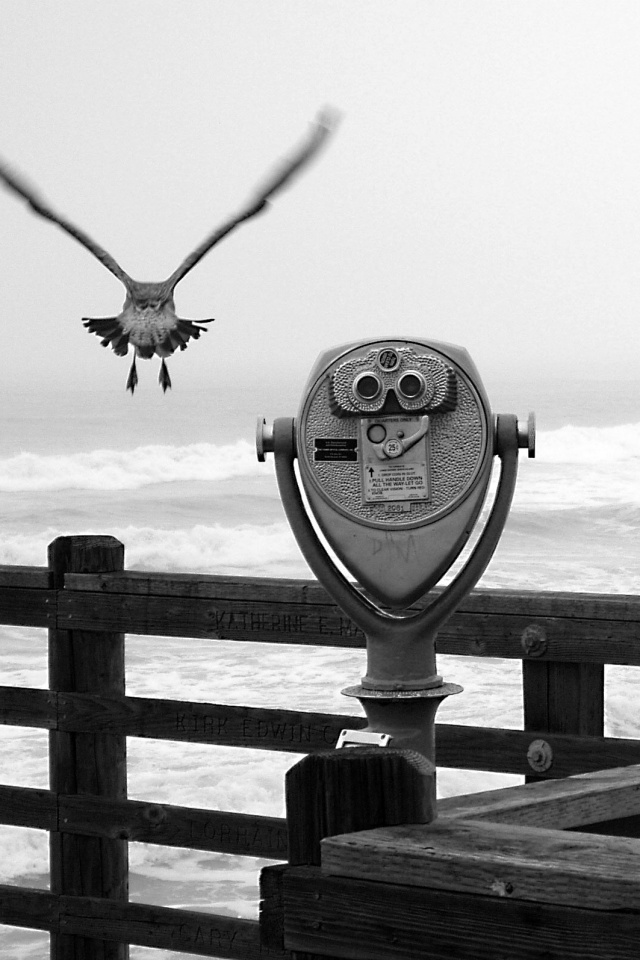 Чайки на перилах пирса обои