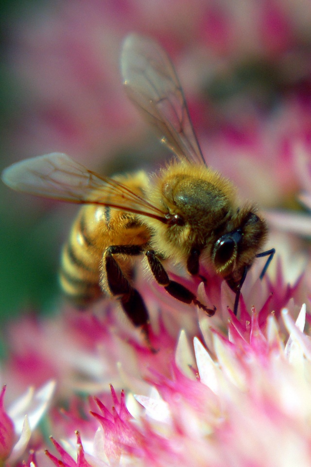 Пчела собирает пыльцу обои