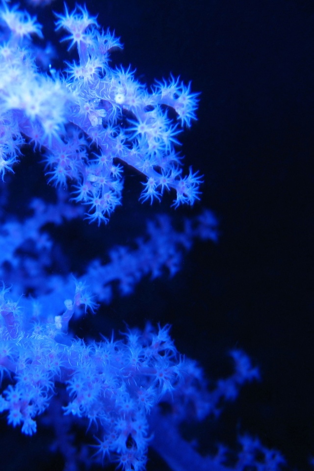 Кораллы обои