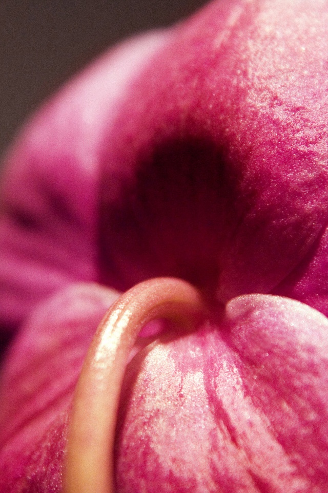 Розовый стебель обои