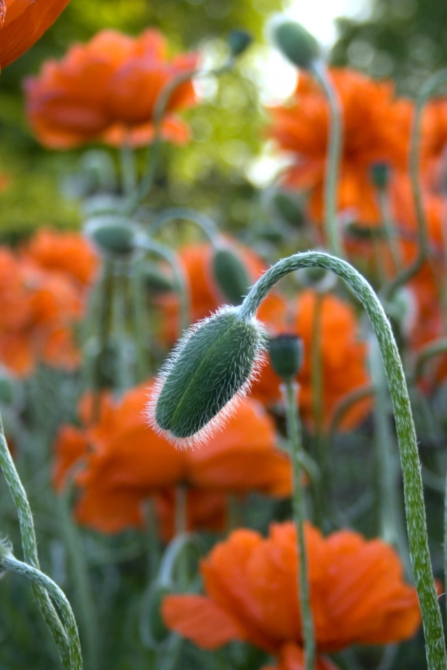 Бутон среди цветов обои