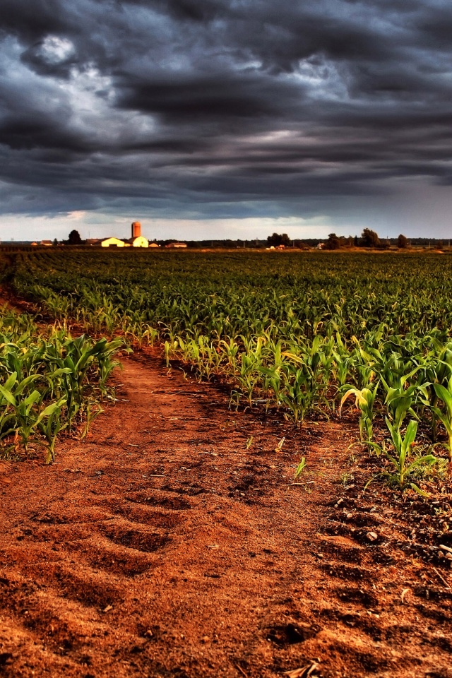 Кукурузное поле у фермы обои