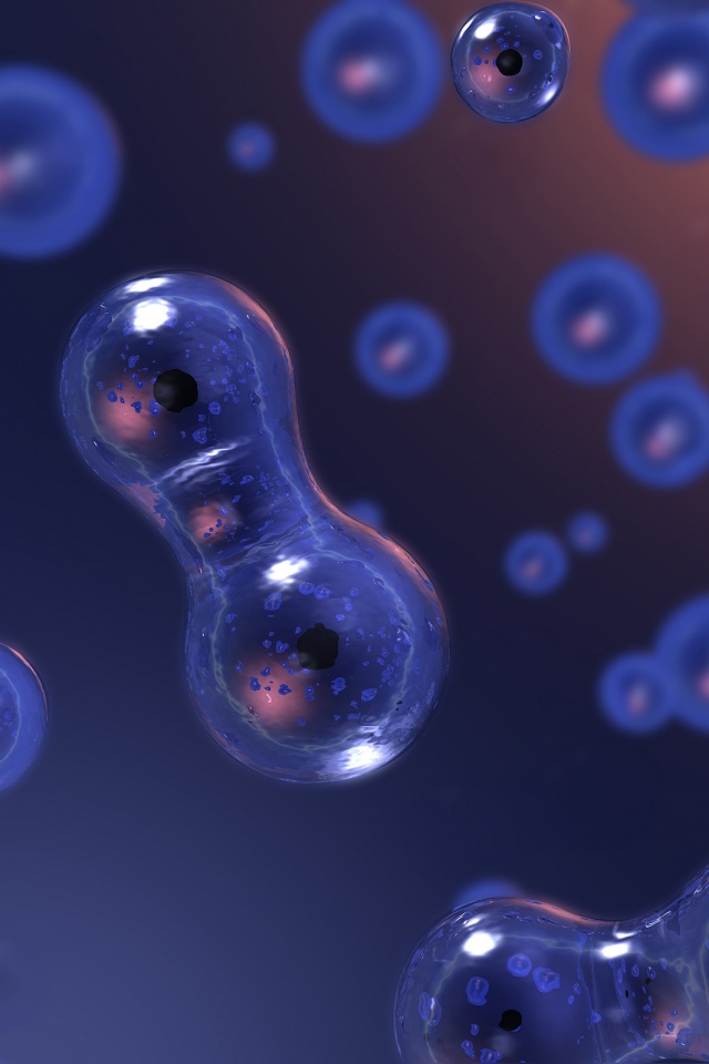 Деление обои