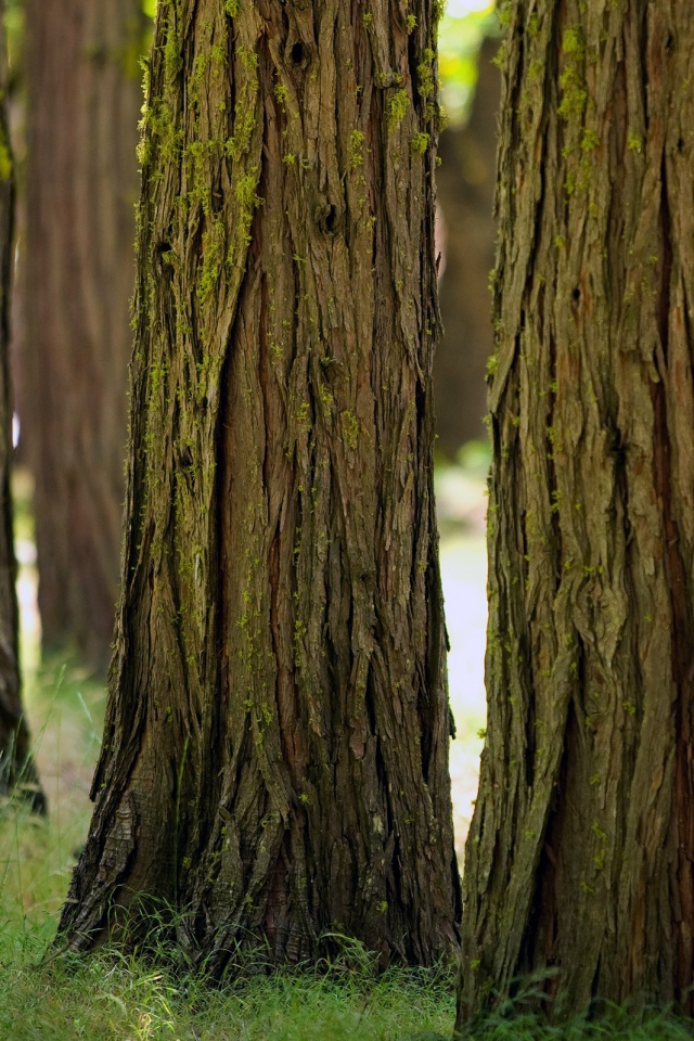 Стволы деревьев  обои