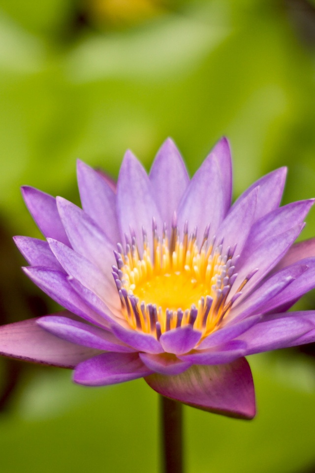 Фиолетовый цветок обои