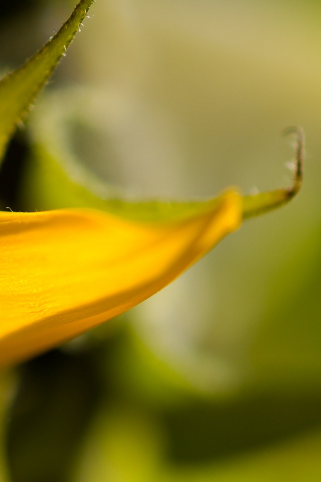 Солнечный цветок обои