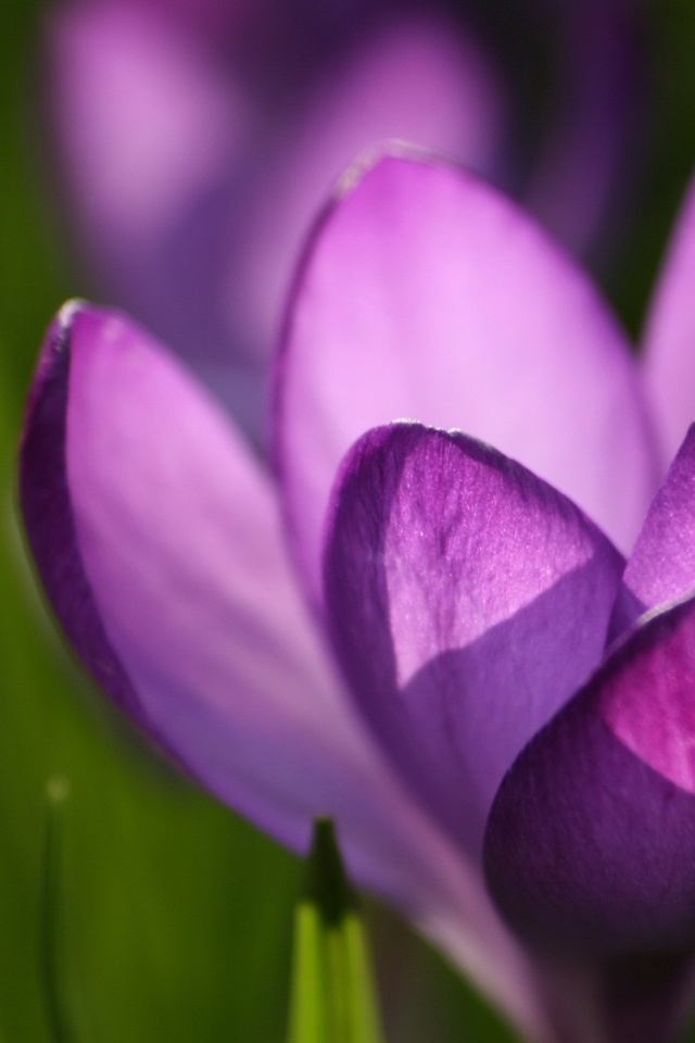 Фиолетовый крокус обои