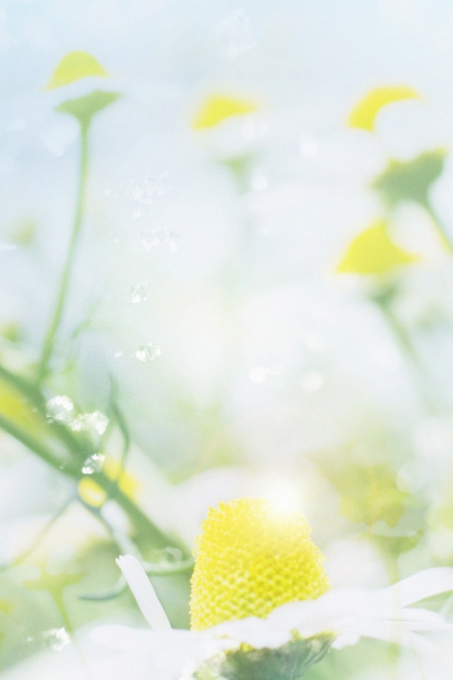 Летние цветы в лучах света обои