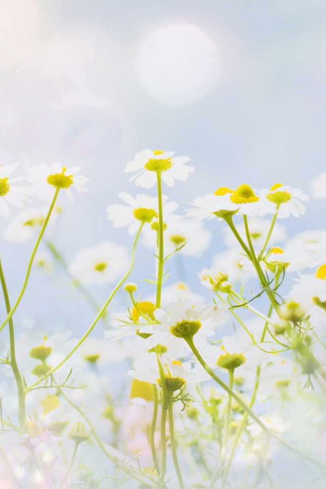 Цветочное лето обои