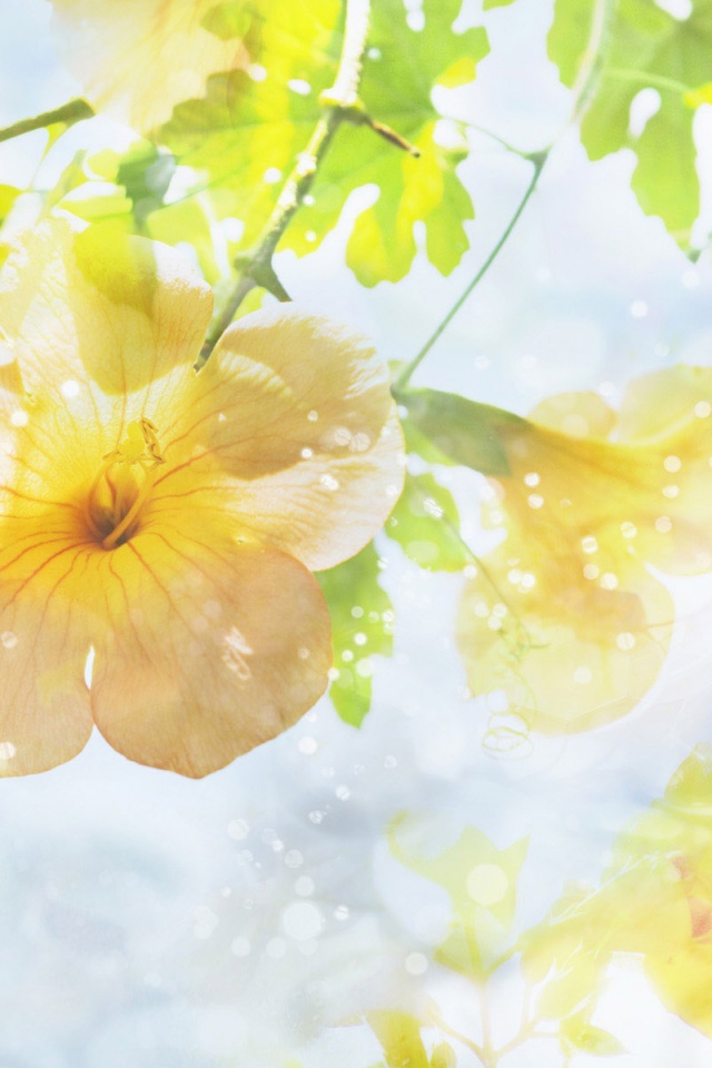 Цветочное настроение обои