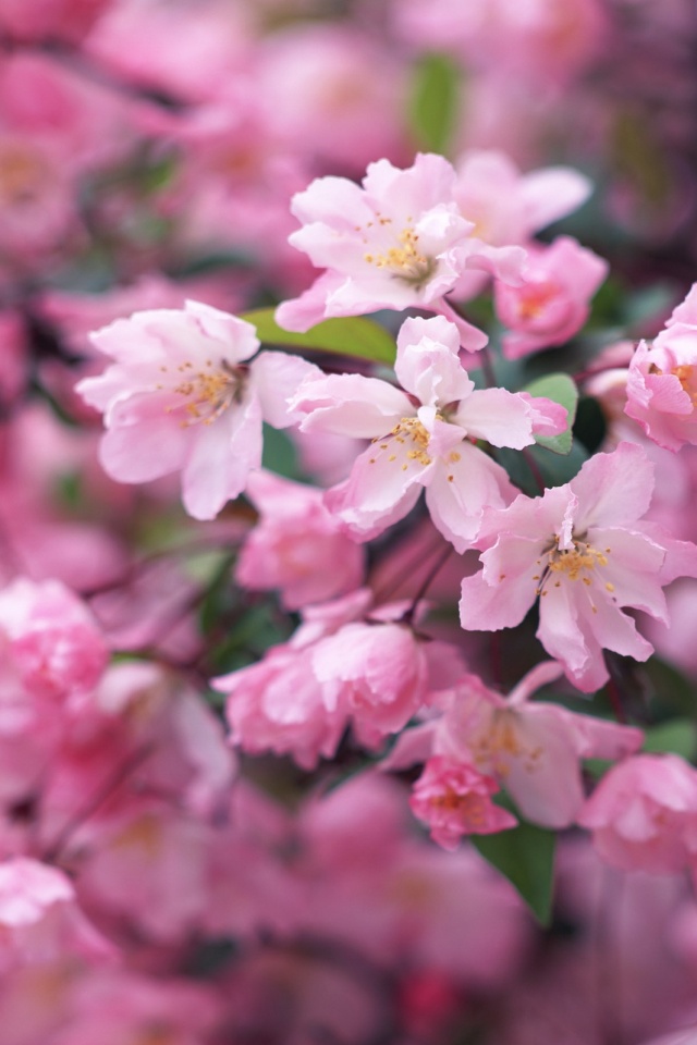 Весенние цветы обои