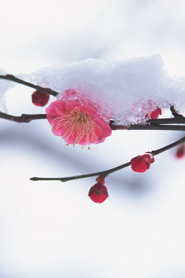 Цветы под снегом обои