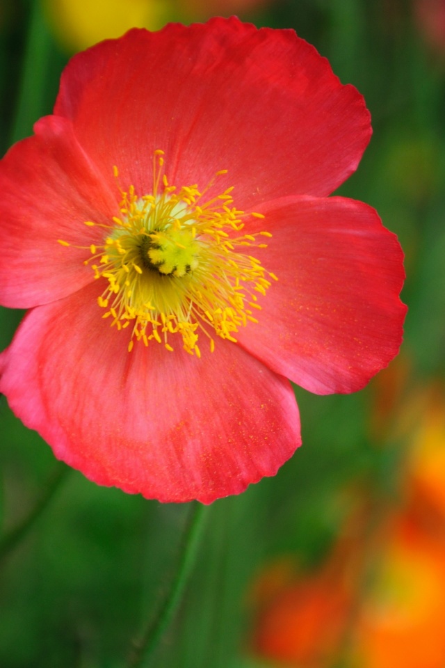 Красивый красный цветок обои