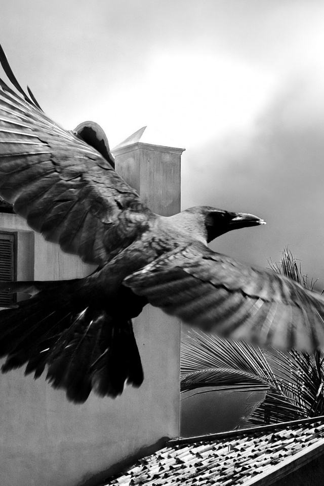 Полёт ворона обои