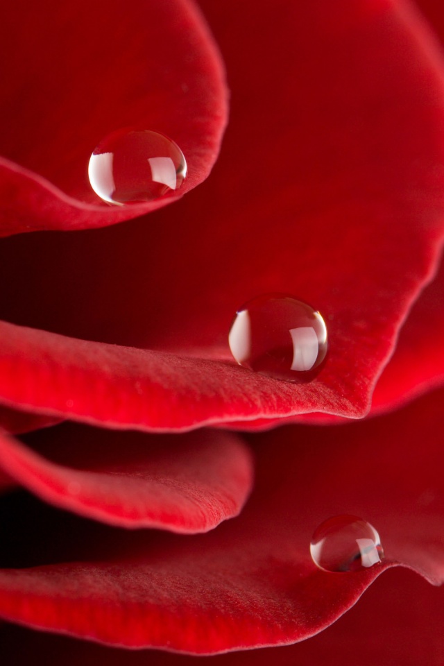 Капли росы на лепестках розы обои