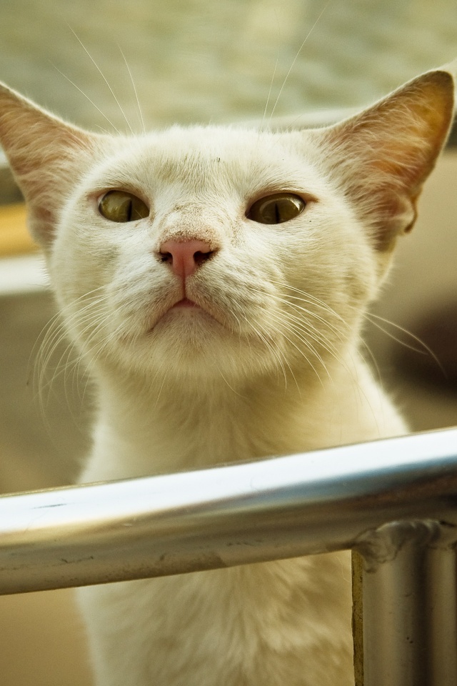 Настороженно принюхивающийся кот обои