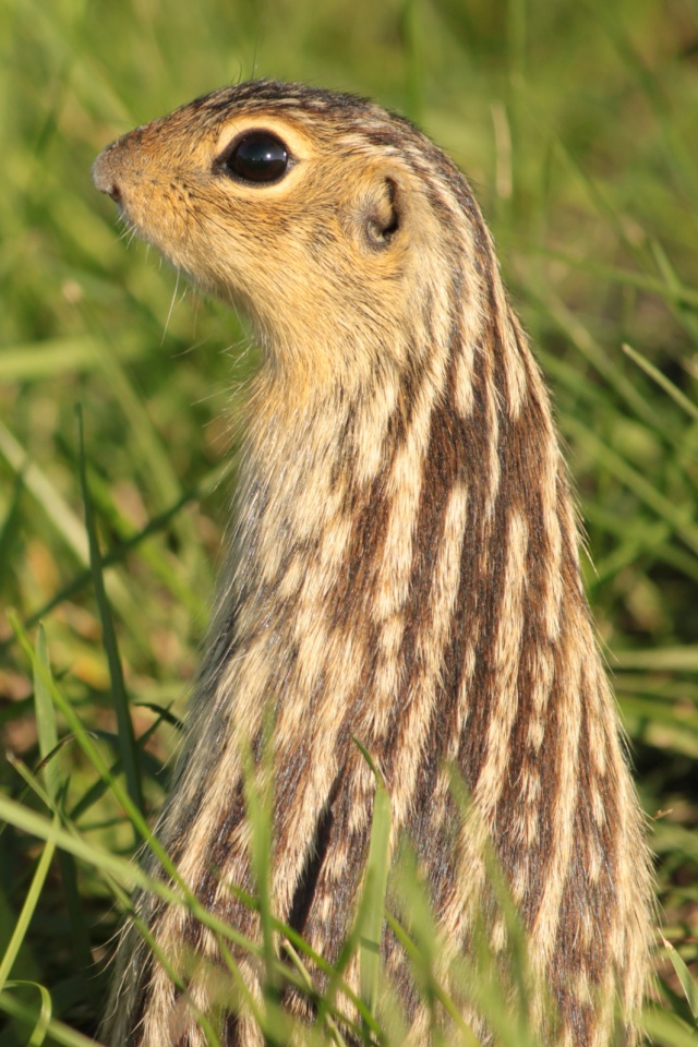 Сурок в стойке обои