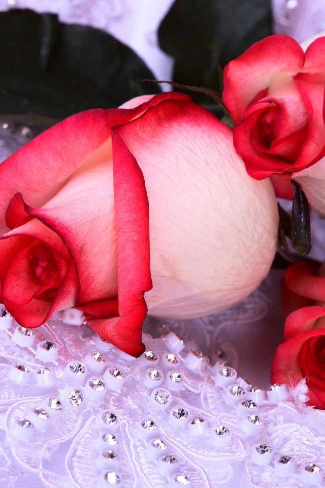 Бело-розовые розы обои