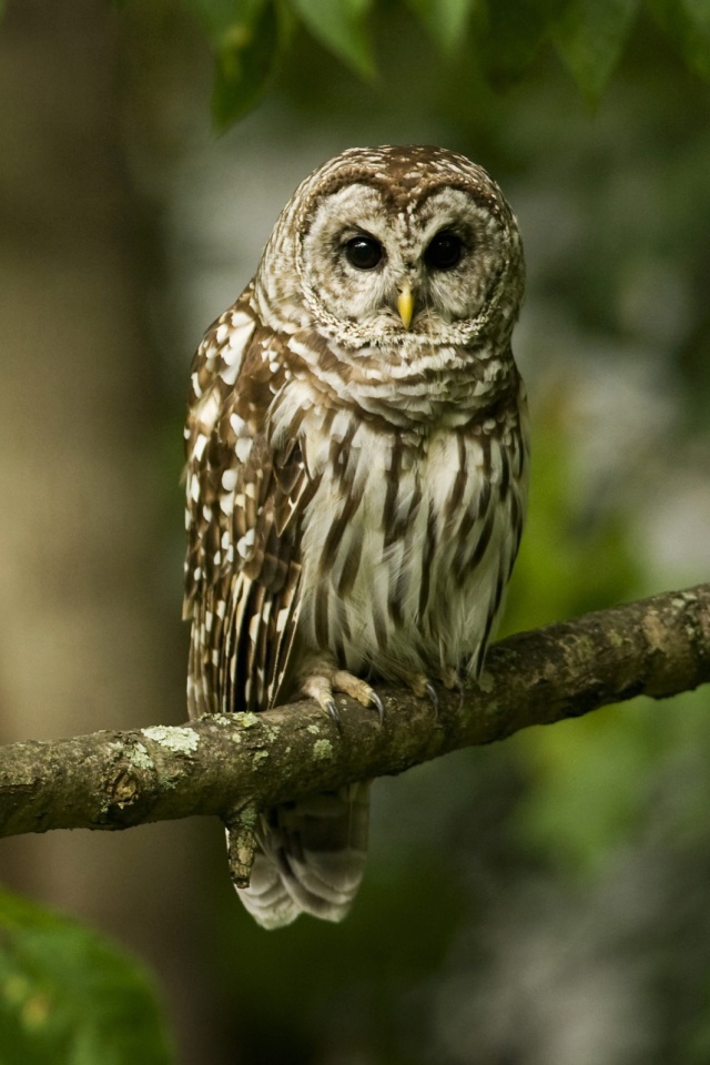 Сова на ветке обои