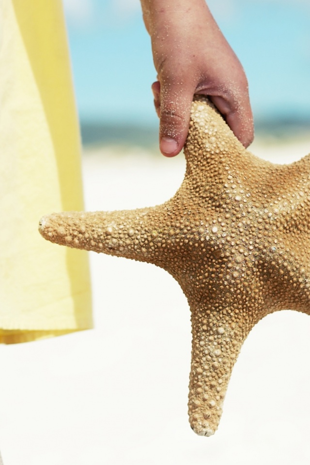 Морская звезда в руке обои