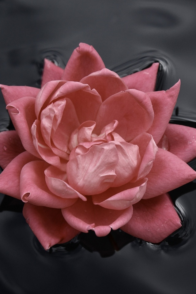 Красивый цветок на воде обои