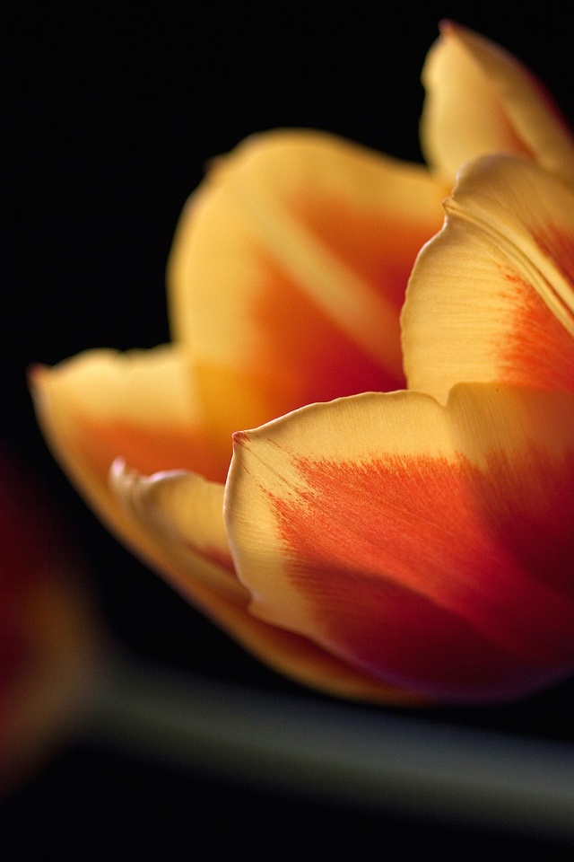 Тюльпаны в темноте обои