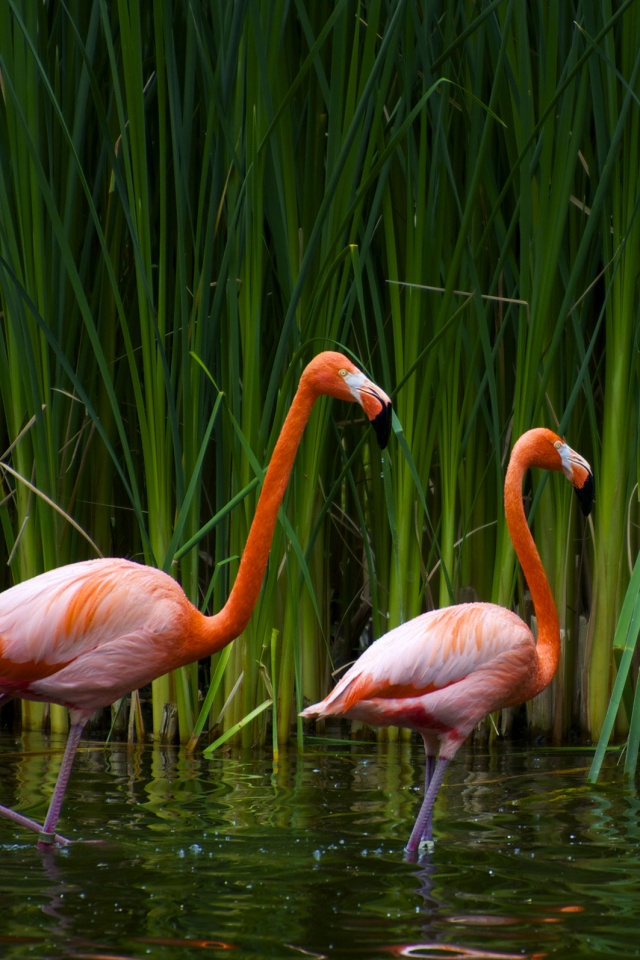 Красивые розовые фламинго на озере обои