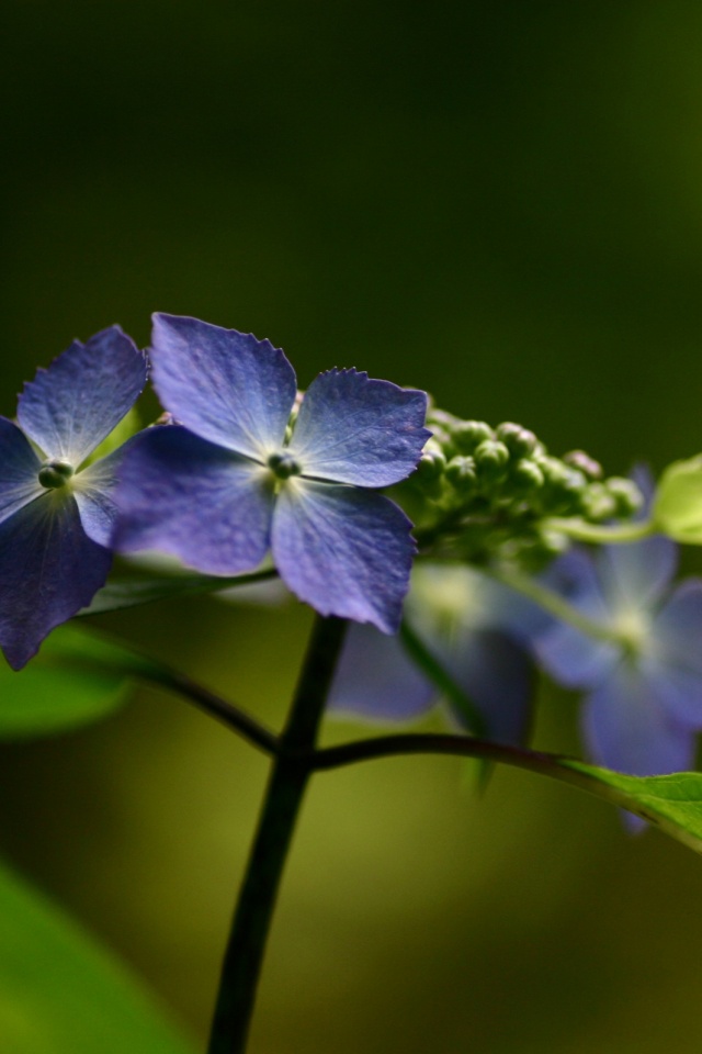 Нежно-синие цветы обои
