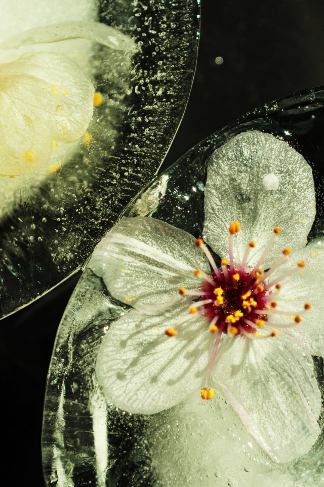 Цветы вишни во льду обои