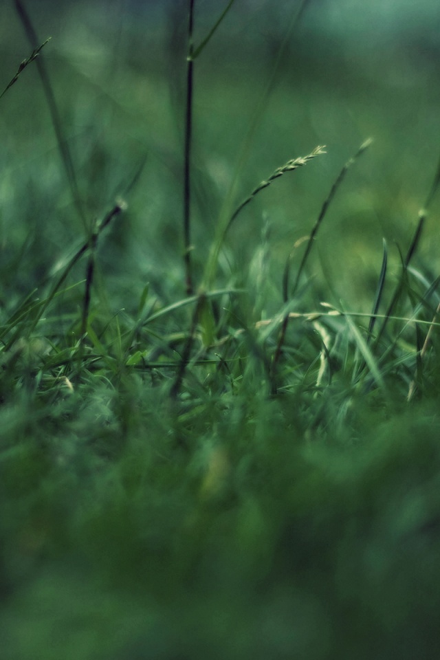 Трава в макро режиме обои