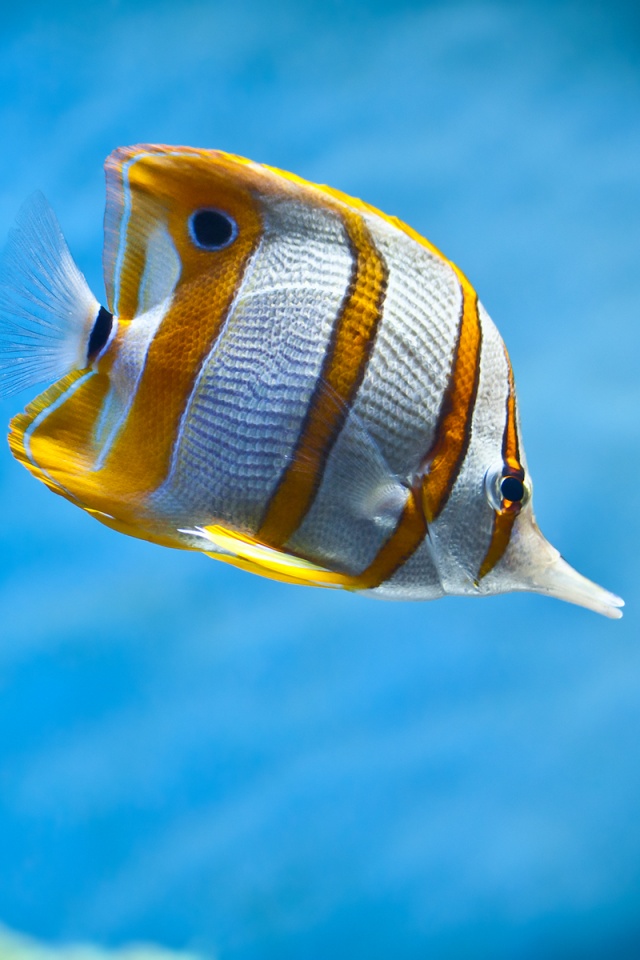 Тропическая рыбка обои