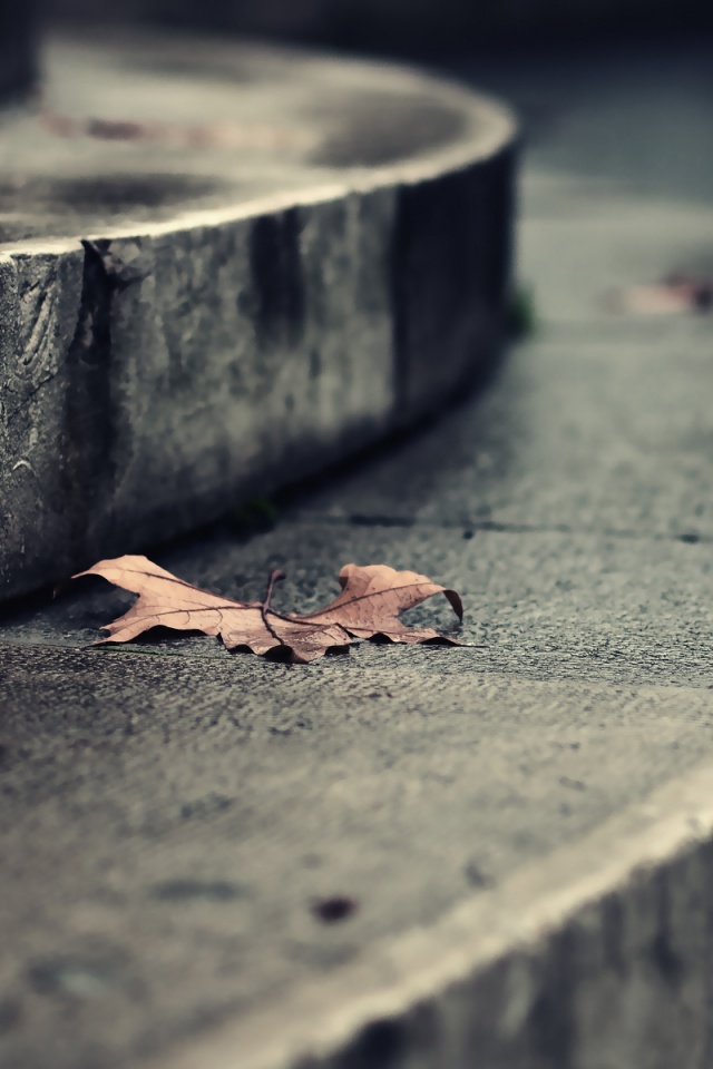 Лист на ступеньках обои